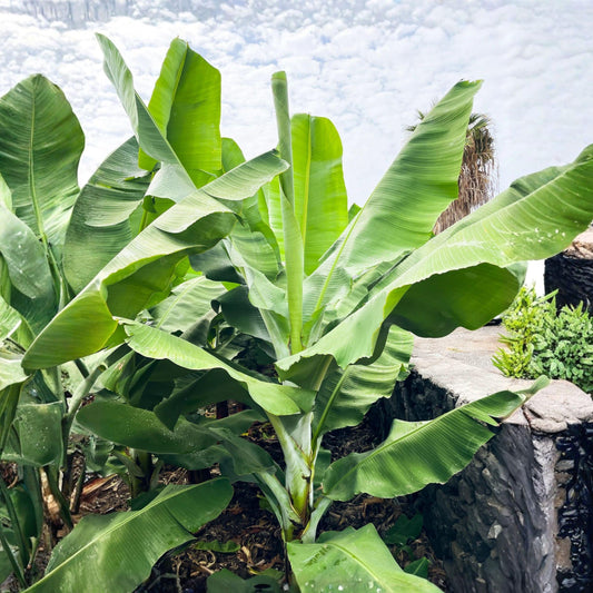 Grand Nain Banana Starter Plant 4-10 Inches | Musa acuminata | Tropical Fruit Plant for Garden or Container