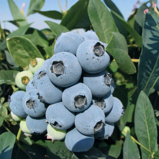 Jewel Blueberry Starter Plants 6-8 Inches, Vaccinium corymbosum, 2 Live Rooted Shrubs for Garden or Container