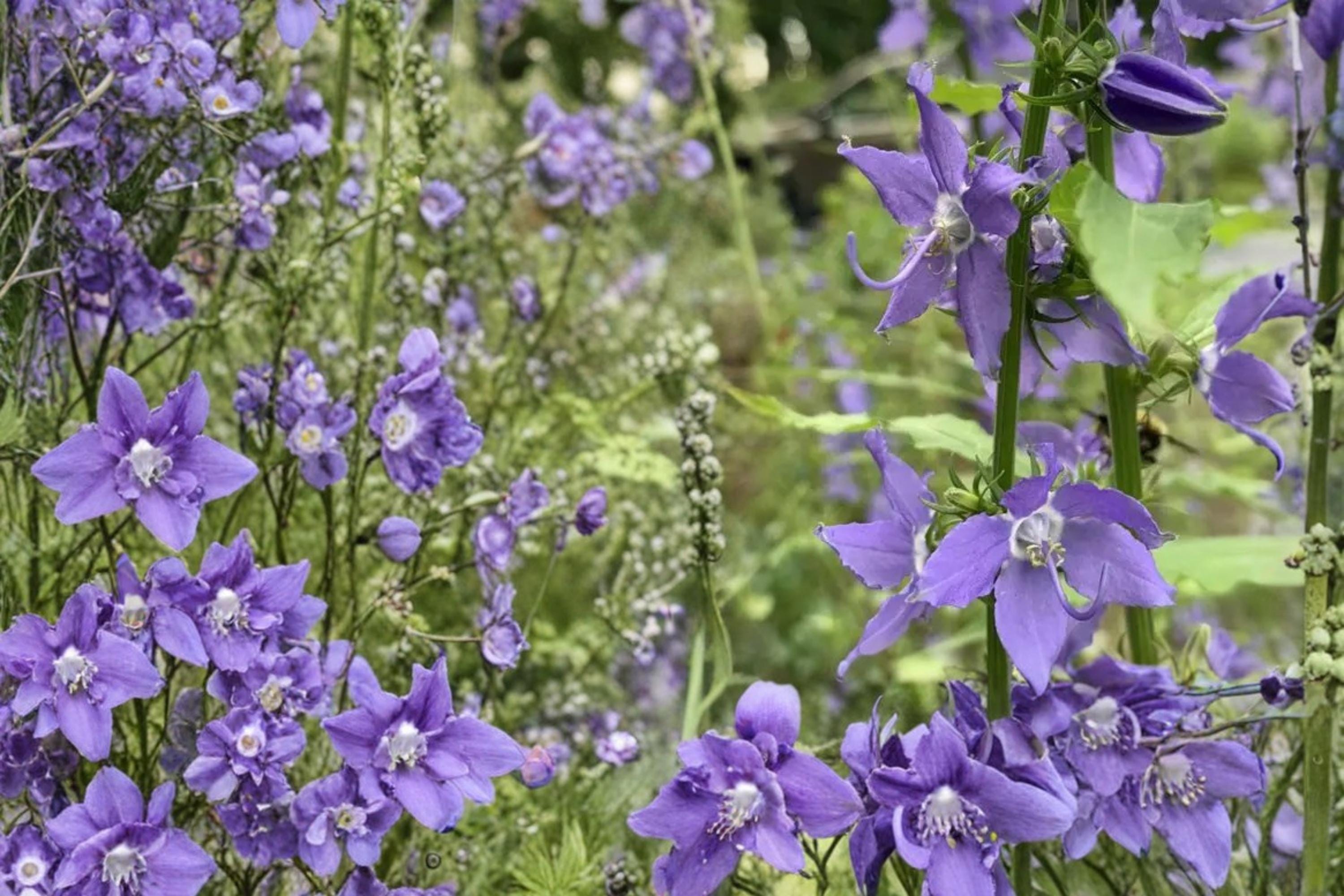 Tall Bellflower Seeds – Campanula americana, Blue Star-Shaped Flowers, Native Perennial, Woodland Garden, Pollinator Attractant
