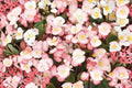 Rum Begonia Seeds – Begonia semperflorens, White Flowers with Red Edges, Annual Flowering Plant for Gardens & Containers