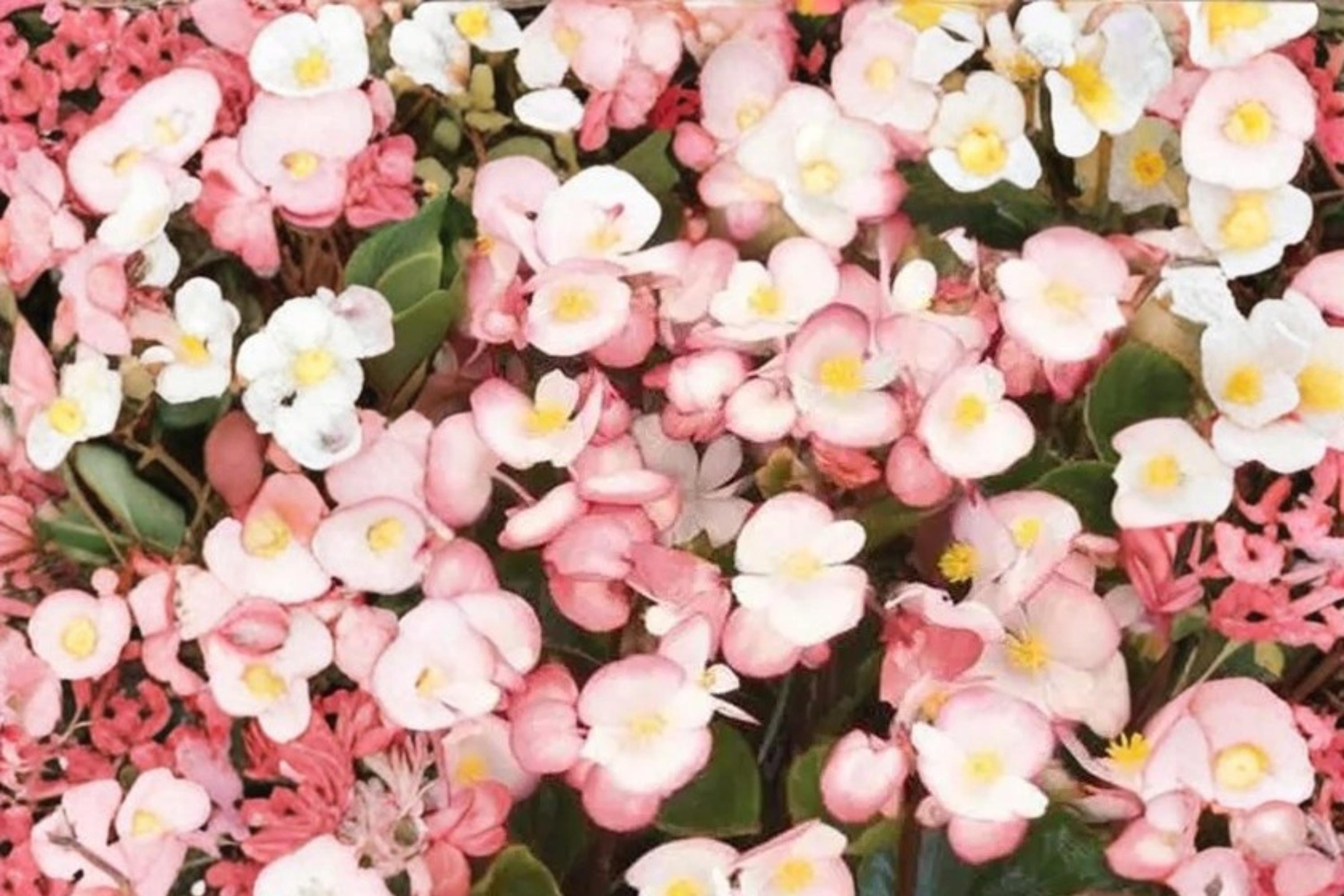 Rum Begonia Seeds – Begonia semperflorens, White Flowers with Red Edges, Annual Flowering Plant for Gardens & Containers