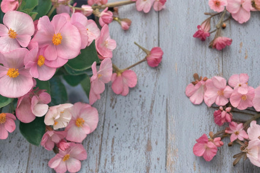 Light Pink Begonia Seeds – Begonia semperflorens, Fibrous-rooted Annual Flower for Gardens & Containers