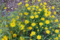 Showy Goldeneye Seeds – Heliomeris multiflora – Perennial Wildflower with Bright Yellow Daisy-Like Blooms