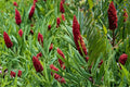 Smooth Sumac Seeds – Rhus glabra Native Shrub for Landscaping, Restoration & Wildlife Planting