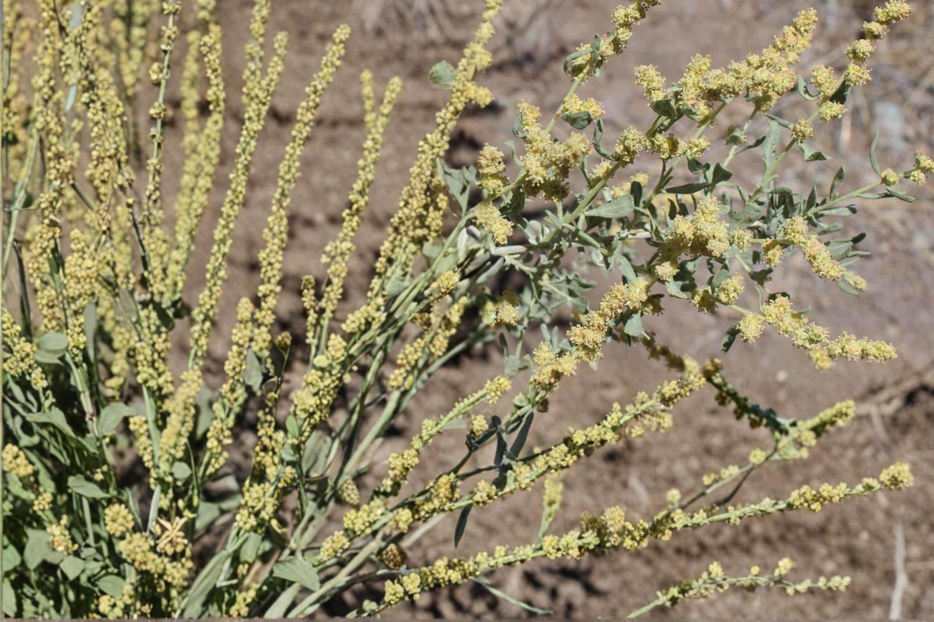 Shadscale Saltbush Seeds – Atriplex confertifolia, Drought Tolerant Desert Shrub, Native Salt Tolerant Plant for Arid Landscapes