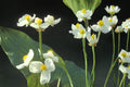Common Arrowhead Seeds – Sagittaria latifolia, Aquatic Perennial with White Flowers, Wetland & Pond Plant Seeds
