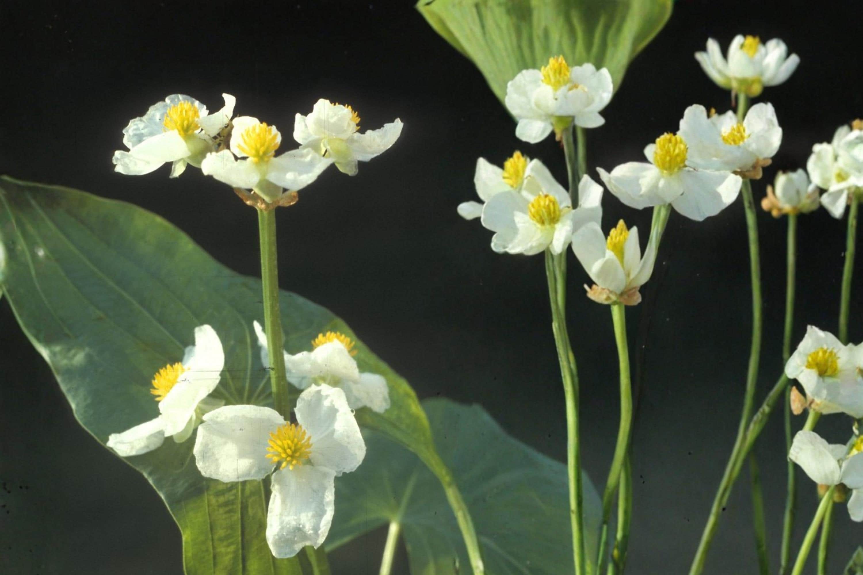 Common Arrowhead Seeds – Sagittaria latifolia, Aquatic Perennial with White Flowers, Wetland & Pond Plant Seeds