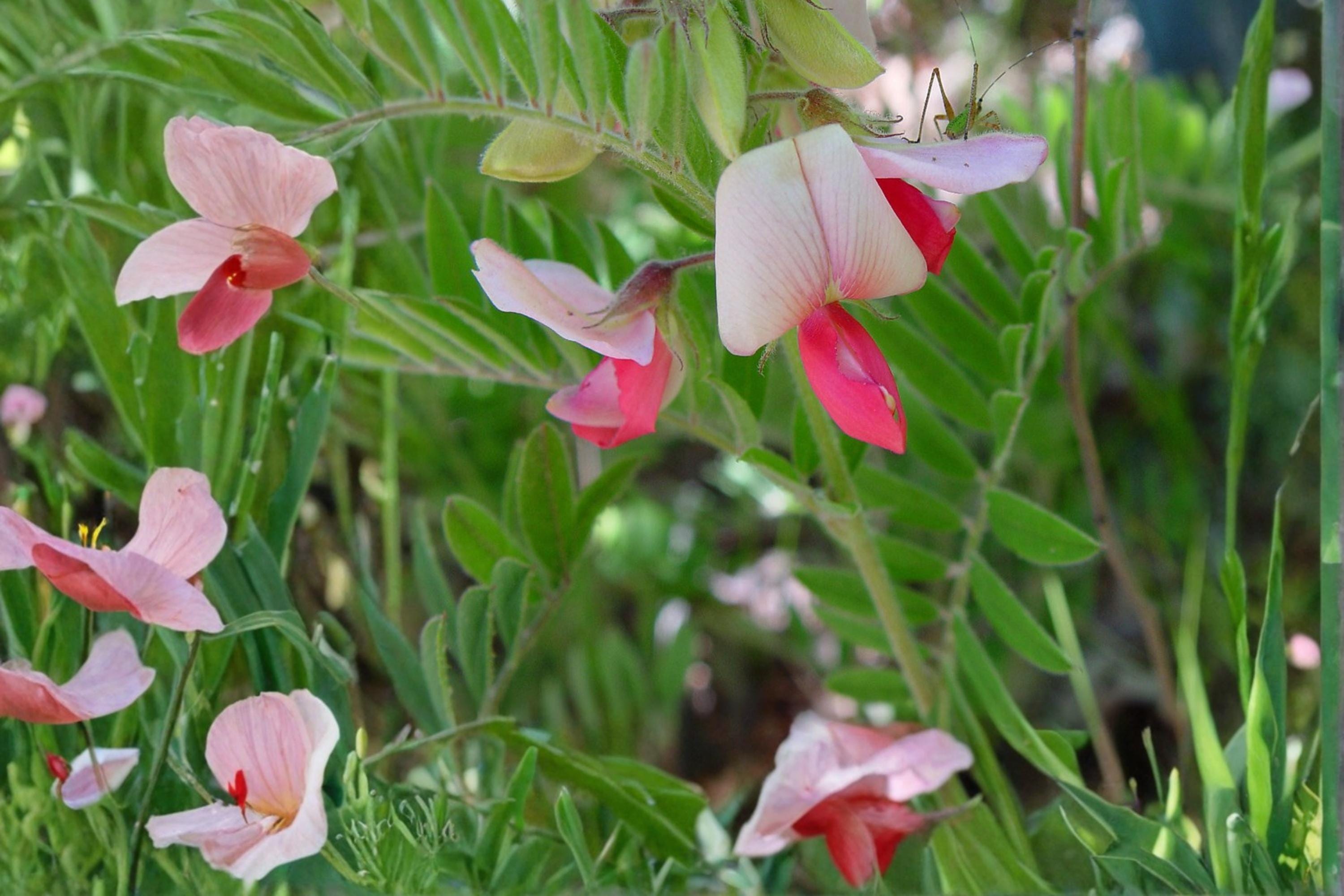 Goat's Rue Seeds – Tephrosia virginiana Perennial with Pink to Cream Flowers, Silvery Foliage, Drought Tolerant, Native Wildflower