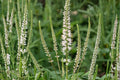 Culver's Root Seeds – Veronicastrum virginicum – Native Perennial with White to Lavender Flower Spikes – Pollinator & Meadow Plant
