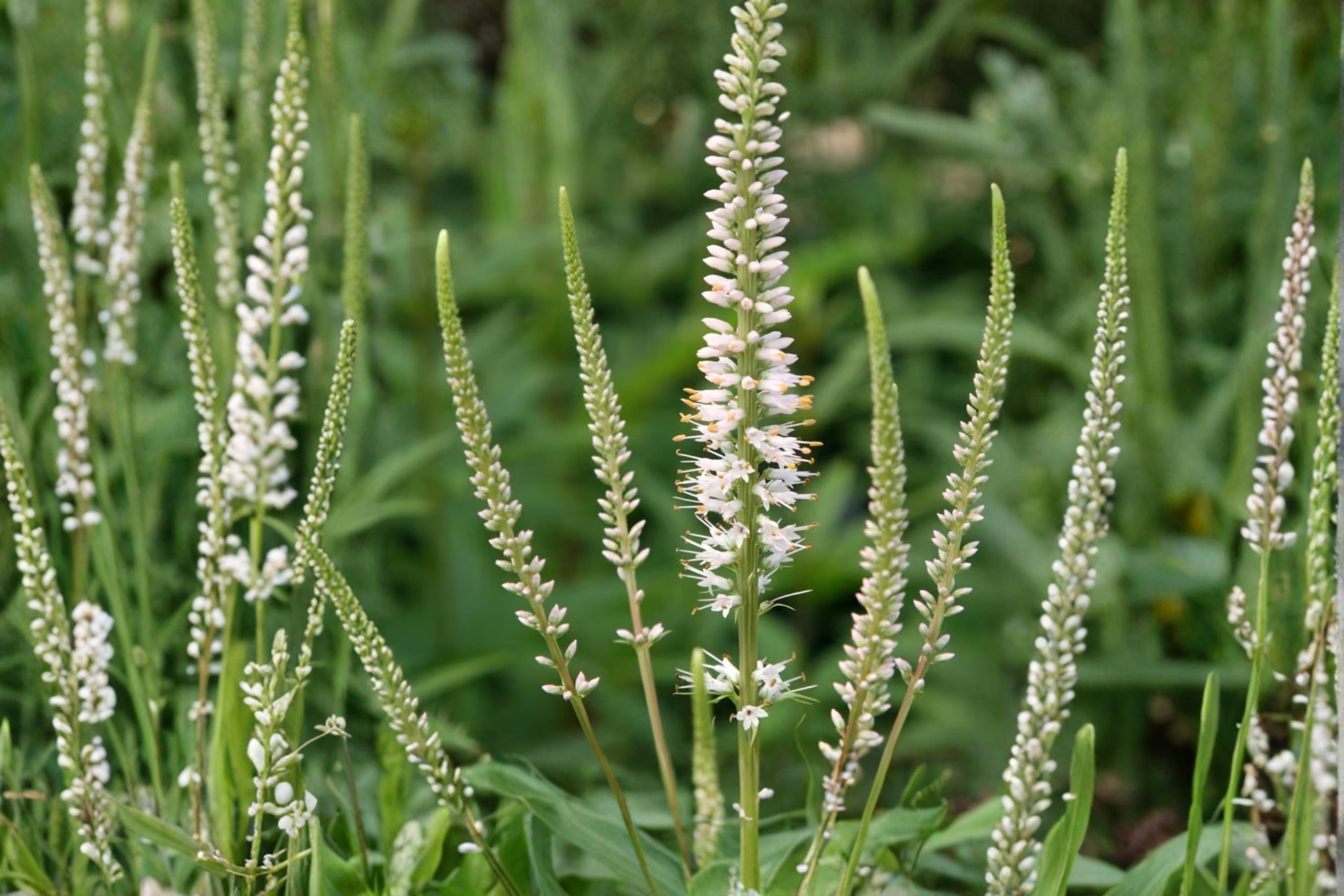 Culver's Root Seeds – Veronicastrum virginicum – Native Perennial with White to Lavender Flower Spikes – Pollinator & Meadow Plant