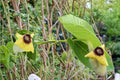 Woolly Dutchman's Pipevine Seeds – Aristolochia tomentosa, Climbing Native Vine with Heart-Shaped Leaves