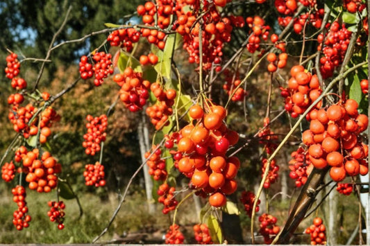 American Bittersweet Seeds – Climbing Woody Vine with Orange Berries, Celastrus scandens, Native Garden Plant