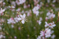 Biennial Beeblossom Seeds, Native Wildflower, Gaura biennis, Drought Tolerant, Pollinator Attracting, Meadow & Prairie Planting