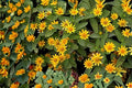 Creeping Zinnia Seeds 100 Pack – Sanvitalia procumbens Groundcover, Yellow Daisy-Like Flowers, Trailing Annual for Borders & Containers