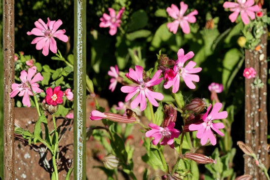 Nodding Catchfly Seeds, Silene pendula, Pink Flowers, Herbaceous Annual, Full Sun, Well-Drained Soil, Border & Container Plant