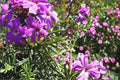 Moss Verbena Seeds 100 Pack – Verbena tenuisecta Purple Flower Groundcover, Border, Drought Tolerant, Full Sun, Perennial