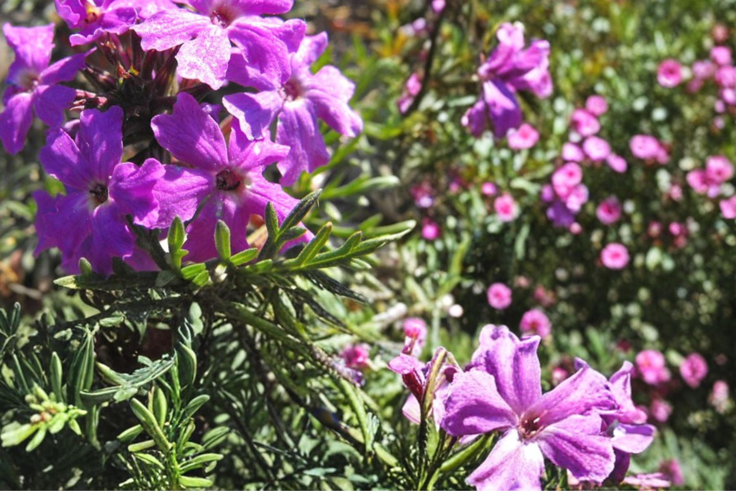 Moss Verbena Seeds 100 Pack – Verbena tenuisecta Purple Flower Groundcover, Border, Drought Tolerant, Full Sun, Perennial