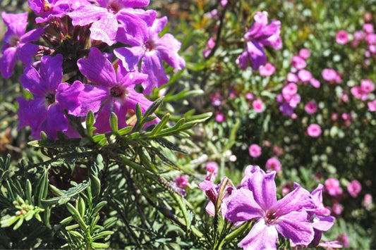Moss Verbena Seeds 100 Pack – Verbena tenuisecta Purple Flower Groundcover, Border, Drought Tolerant, Full Sun, Perennial