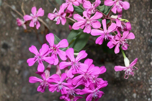 None So Pretty Catchfly Seeds – Silene armeria, Bright Pink Flowering Annual for Borders & Containers