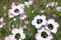 Bird's Eyes Seeds – Gilia tricolor, Wildflower Annual with Blue, Purple & White Flowers, 100 Seeds