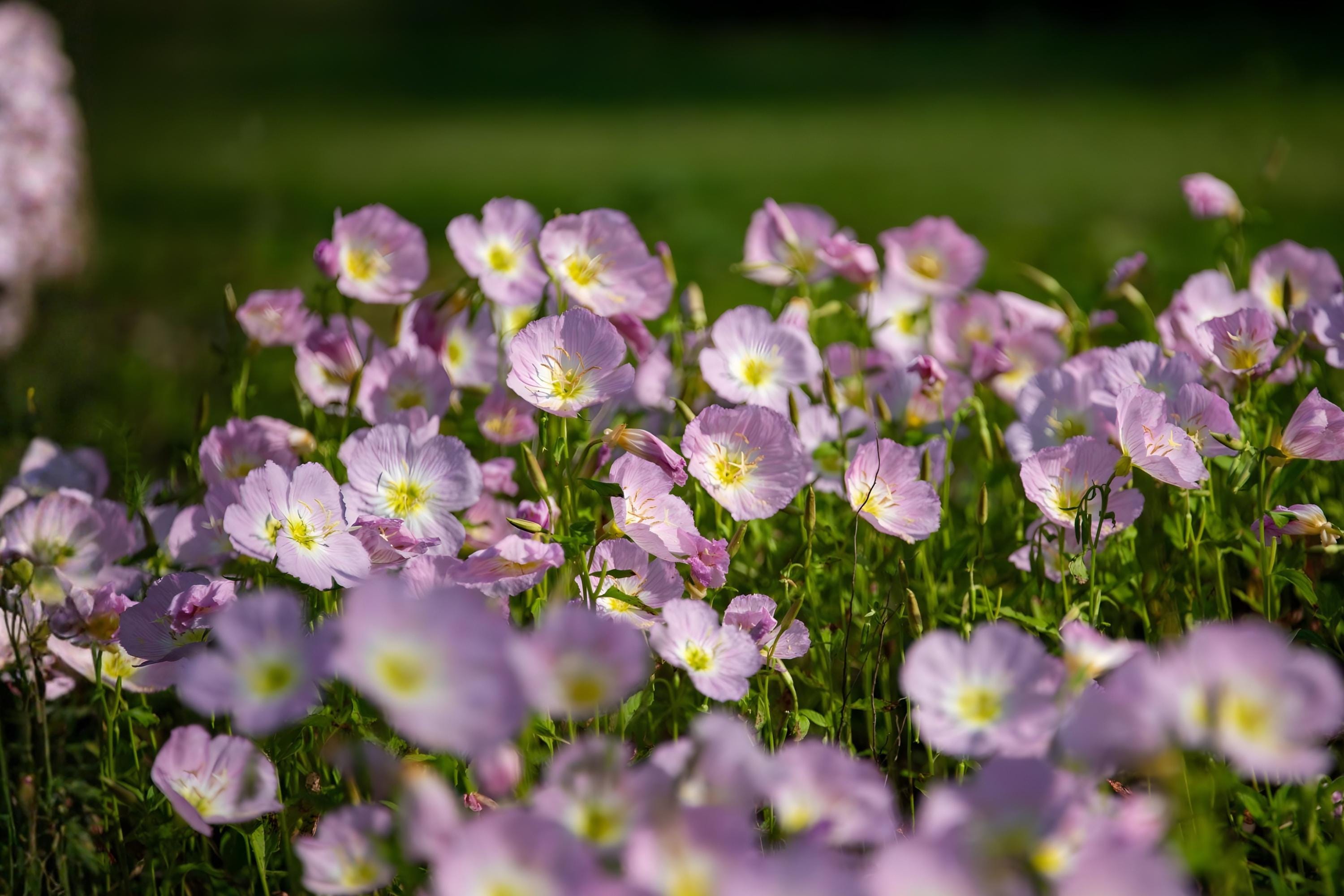 Showy Evening Primrose Seeds | Pink Wildflower, Drought Tolerant, Pollinator Garden, Oenothera speciosa, 100 Seeds