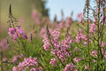 Fireweed Seeds 500 Pack – Pink to Purple Wildflower, Perennial Herbaceous Plant Chamaenerion angustifolium