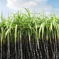 Sugar Cane Seeds (Saccharum officinarum) 1000 Count for Syrup, Rum, Tall Perennial Grass for Juice and Sugar