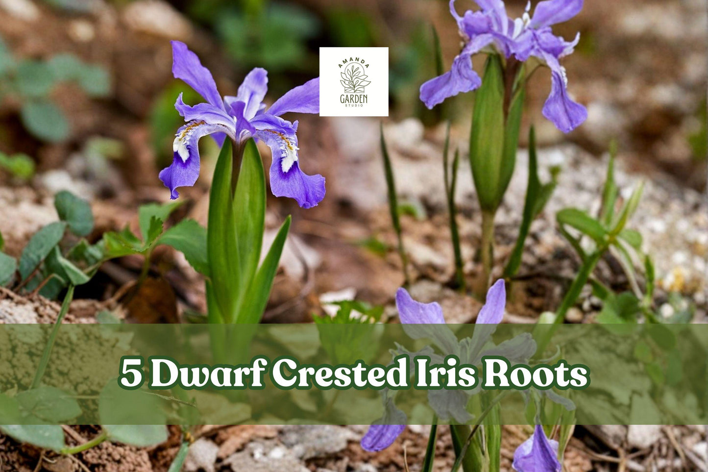 Dwarf Crested Iris Roots, Perennial Flower Bulbs, Iris cristata, Low-Growing Ground Cover, Hardy Easy Care Perennial Plants