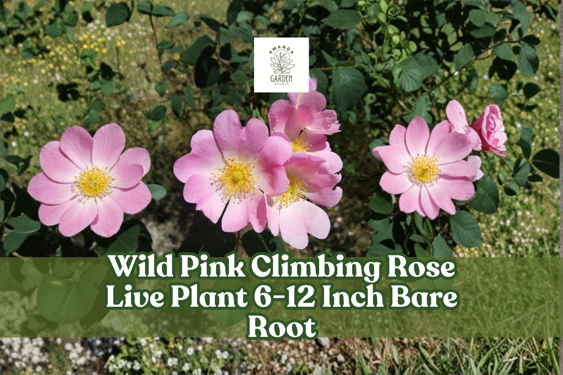 Wild Pink Climbing Rose Live Plant 6-12 Inch Bare Root Climbing Rose Rosa spp. for Garden, Fence, Trellis