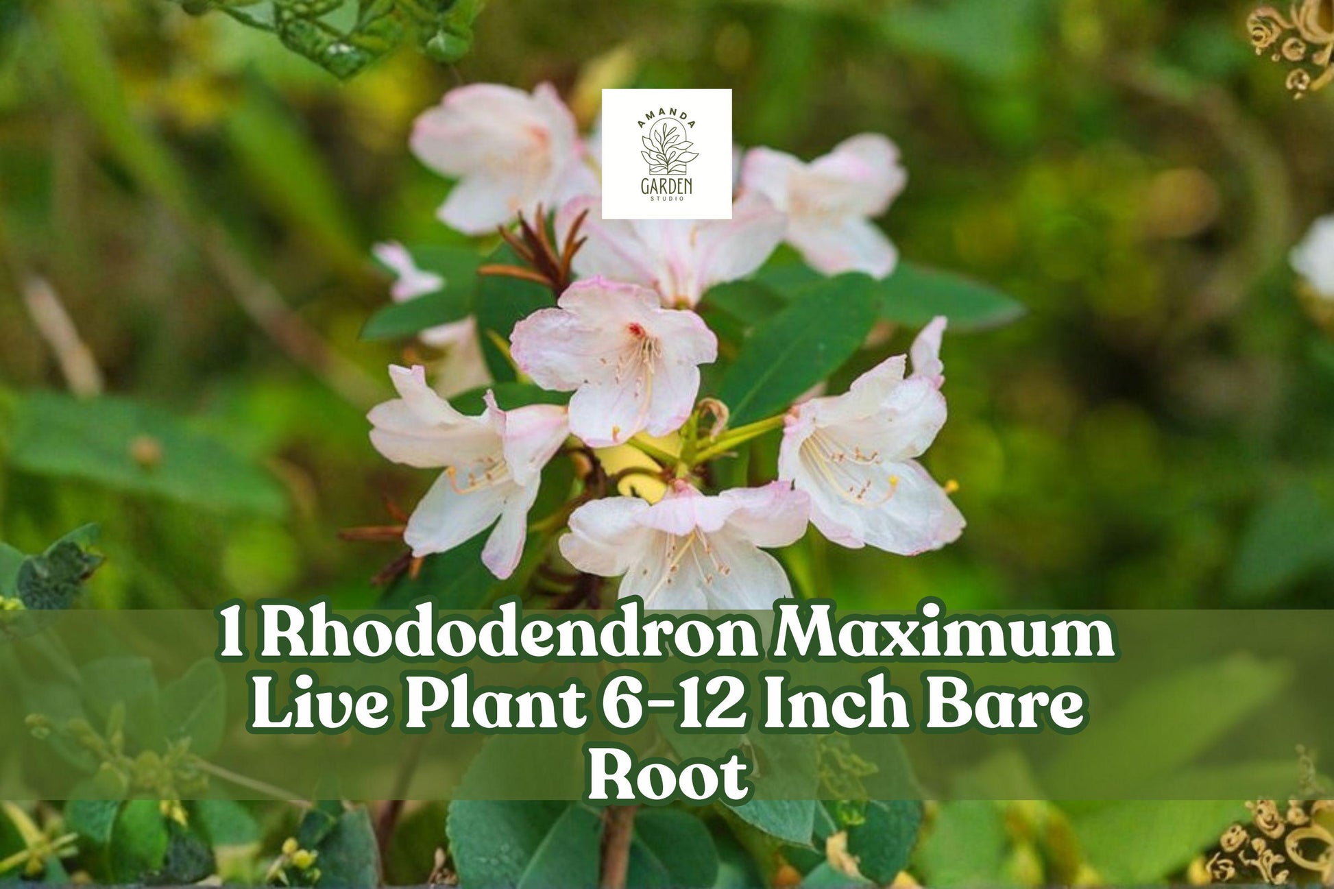 Rhododendron Maximum Live Plant | 6-12 Inch Bare Root Evergreen Shrub with White-Pink Blooms | Shade Tolerant Garden Border Plant