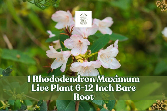 Rhododendron Maximum Live Plant | 6-12 Inch Bare Root Evergreen Shrub with White-Pink Blooms | Shade Tolerant Garden Border Plant