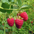 Tulameen Raspberry Seeds, Rubus idaeus, Sweet Red Berry Fruit Shrub, Edible Garden, 200 Seeds