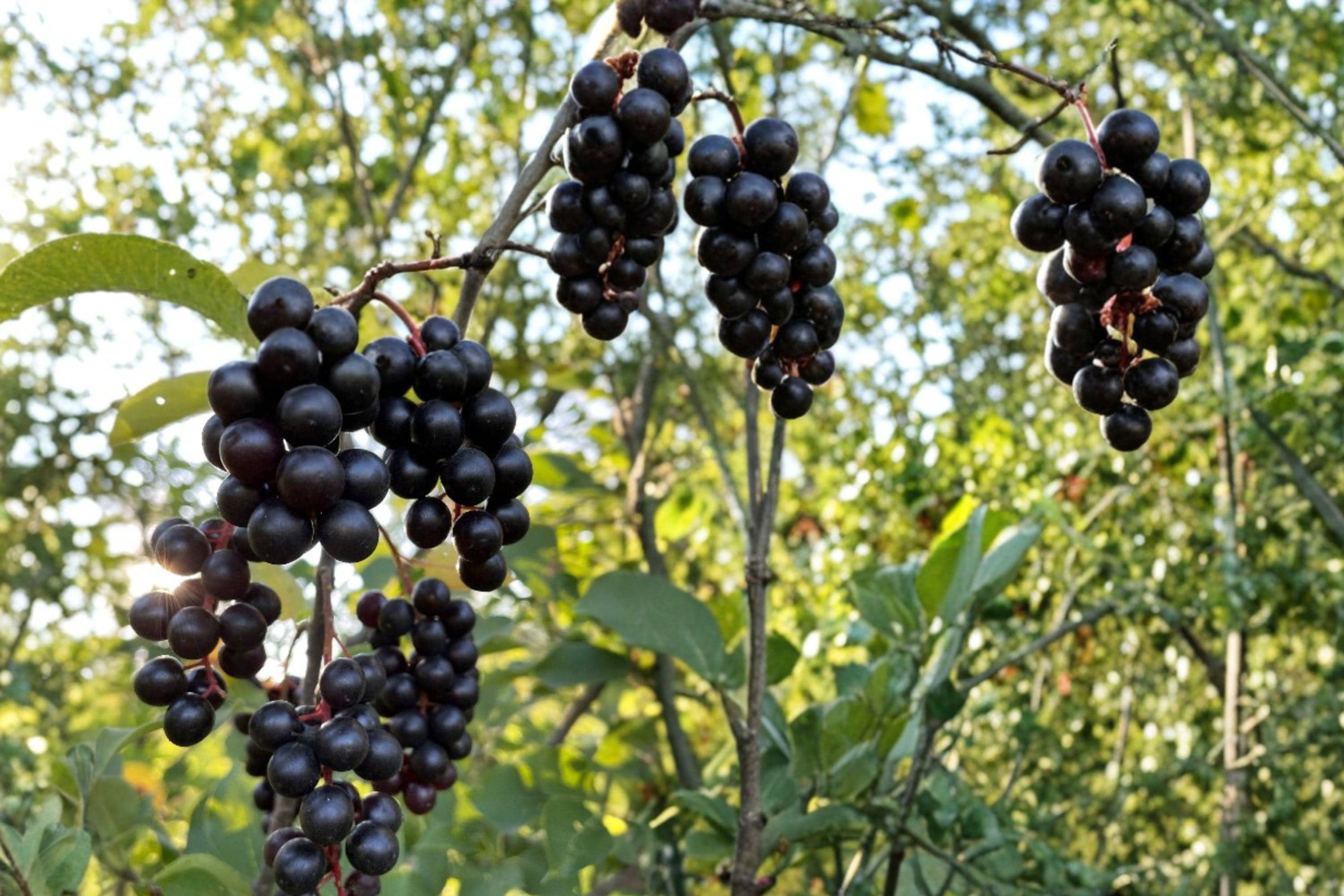 Black Chokecherry Seeds – Prunus virginiana – Edible Fruit, Wildlife Habitat, Hedgerow Plant, Berry Producing Shrub