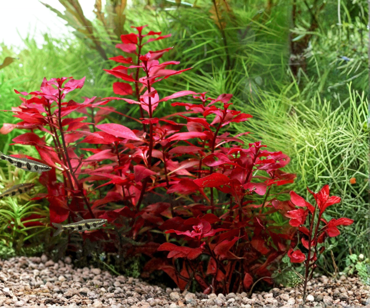 Ludwigia Repens Super Red Mini Aquarium Plant - Potted Freshwater Stem, Vibrant Red Foliage, 3 Stems