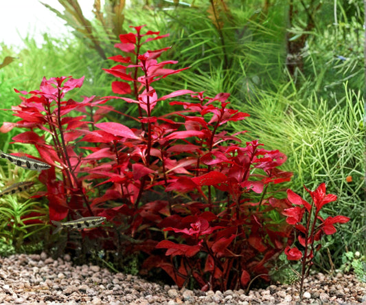 Ludwigia Repens Super Red Mini Aquarium Plant - Potted Freshwater Stem, Vibrant Red Foliage, 3 Stems