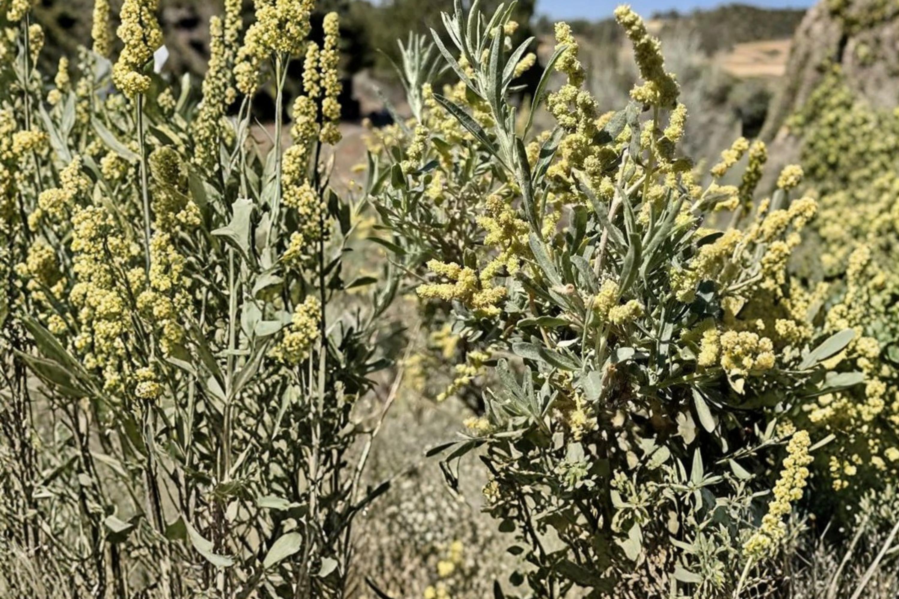 Fourwing Saltbush Seeds – Atriplex canescens, Drought Tolerant Native Shrub for Arid Landscapes