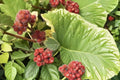 Skunkbrush Sumac Seeds – Rhus trilobata Native Drought Tolerant Shrub for Erosion Control & Habitat Restoration