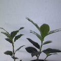 Bay Leaf Tree Starter Plant 5-8 Inches, Culinary Herb Garden, Laurus nobilis, Live Rooted Herb Plant