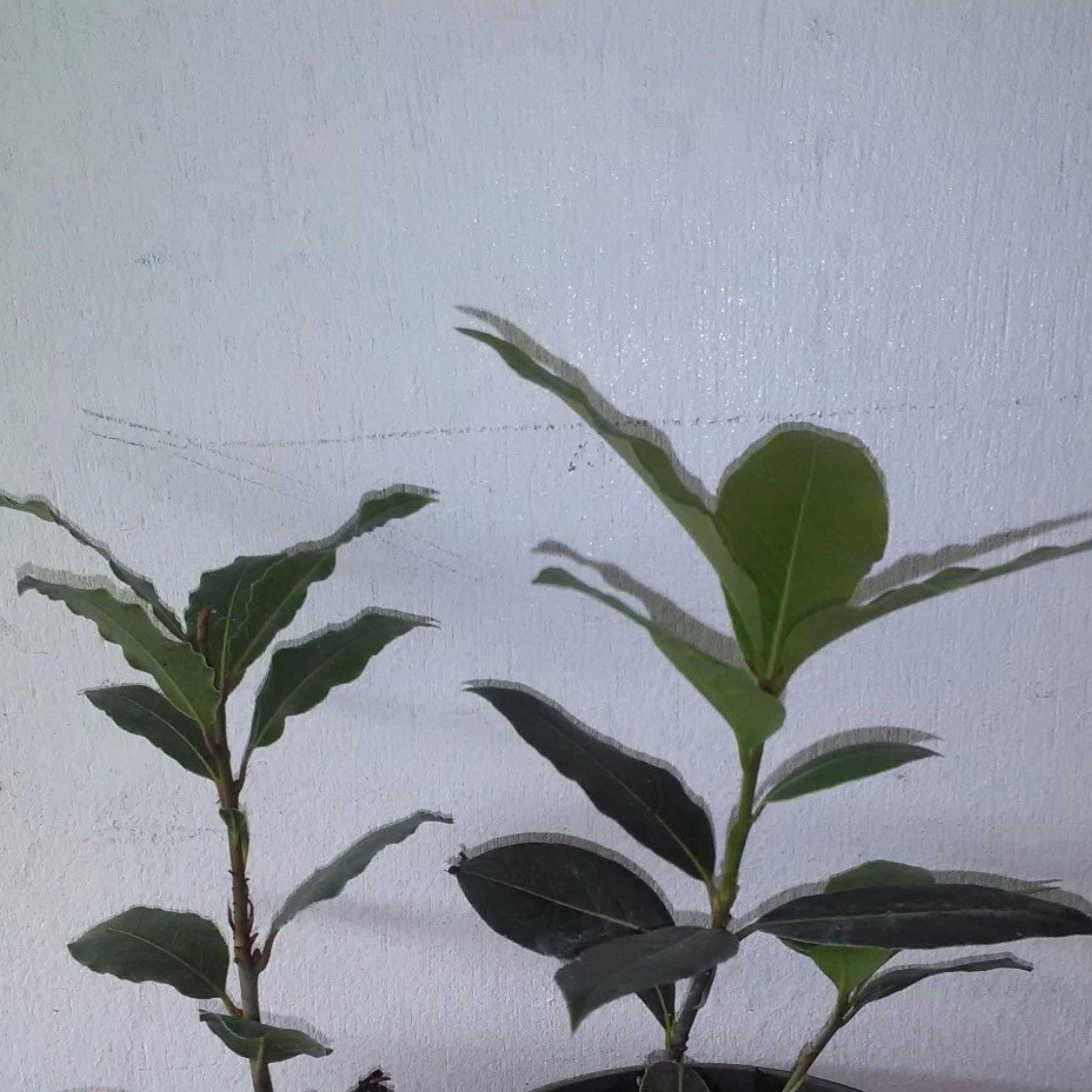 Bay Leaf Tree Starter Plant 5-8 Inches, Culinary Herb Garden, Laurus nobilis, Live Rooted Herb Plant