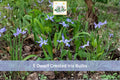 5 Dwarf Crested Iris Bulbs Iris cristata Hardy Shade Garden Planting, Blue Purple Flowers, Woodland Groundcover