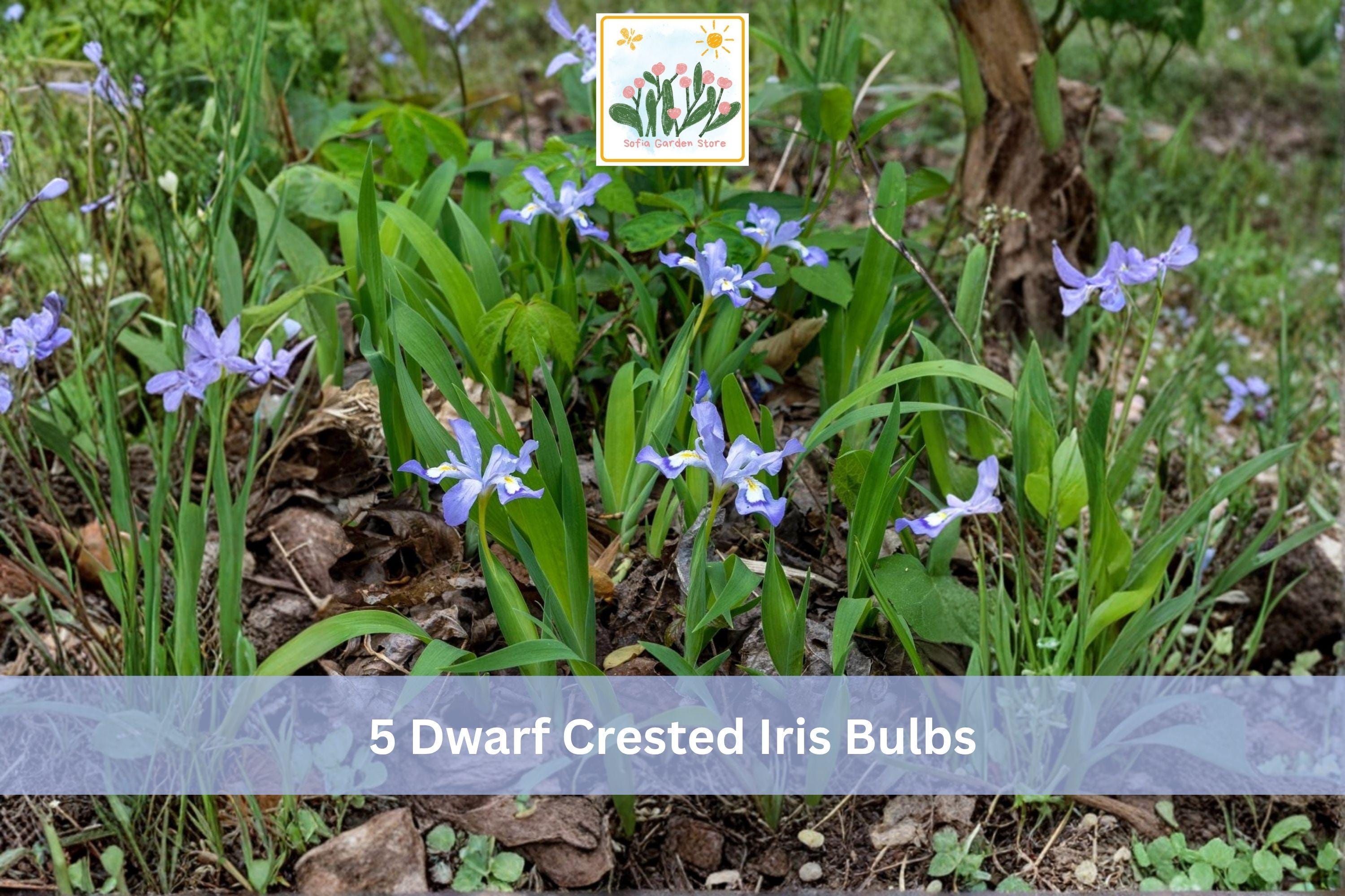 5 Dwarf Crested Iris Bulbs Iris cristata Hardy Shade Garden Planting, Blue Purple Flowers, Woodland Groundcover