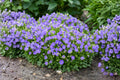 Tussock Bellflower Seeds 100 Pack, Campanula carpatica, Blue Violet Perennial for Borders, Rock Gardens & Containers