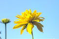 Cutleaf Coneflower Seeds (50) | Rudbeckia laciniata Wild Native Tall Flower for Pollinator Gardens