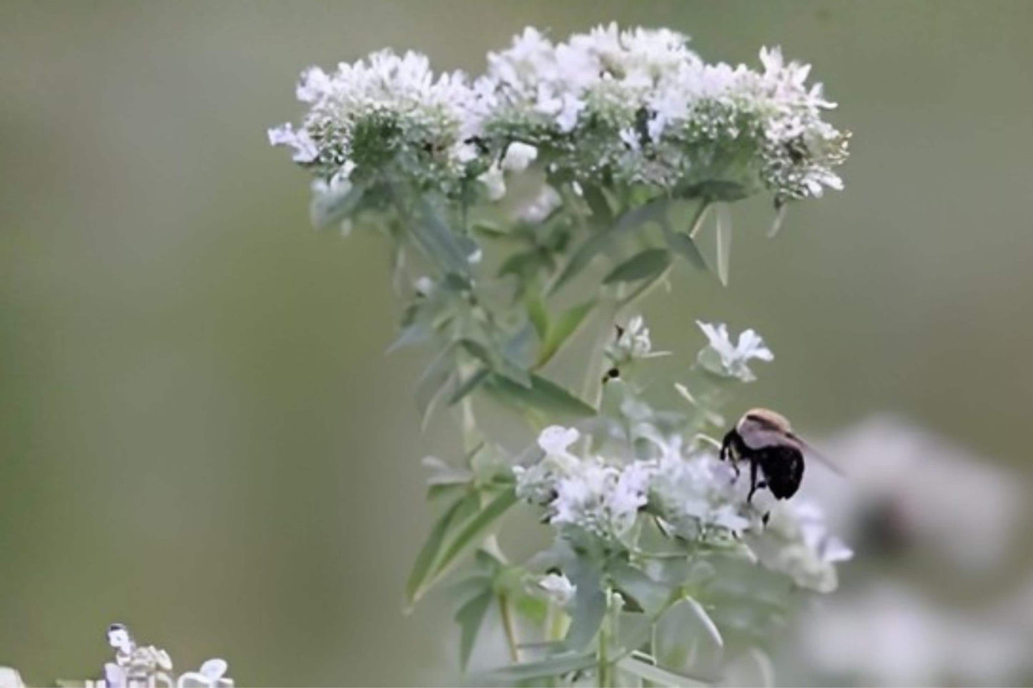 Hairy Mountain Mint Seeds 100 Pack | Native Herb, Aromatic, Pollinator Attractant | Pycnanthemum pilosum