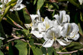 White Orchid Tree Seeds (Bauhinia variegata var. candida) | Ornamental Tropical Plant for Gardens & Landscapes