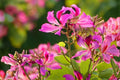 Purple Orchid Tree Seeds (Bauhinia purpurea) | Ornamental Tropical Plant for Gardens & Landscapes