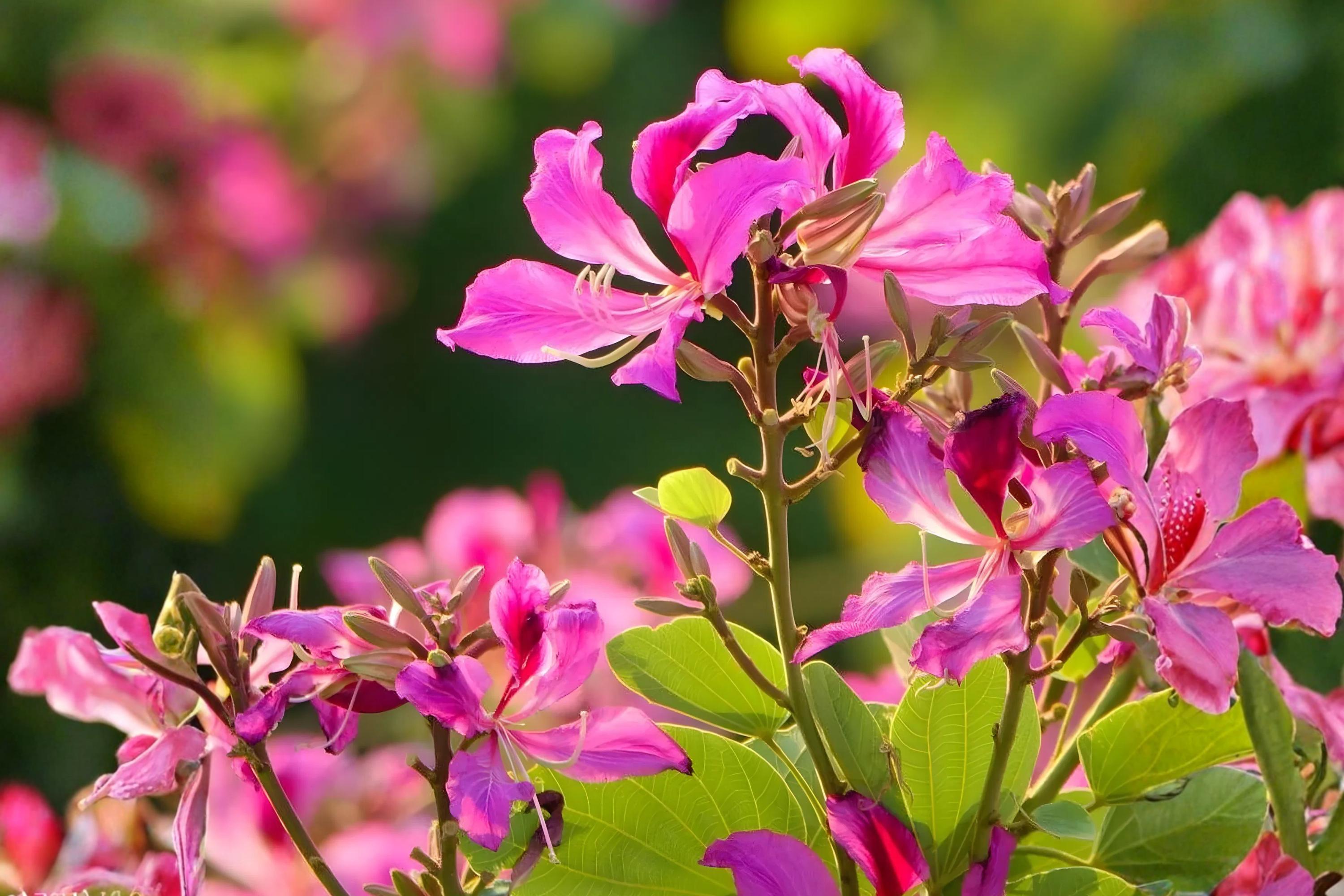 Purple Orchid Tree Seeds (Bauhinia purpurea) | Ornamental Tropical Plant for Gardens & Landscapes