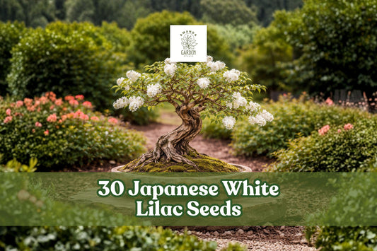 Japanese White Lilac Seeds Syringa reticulata - Ornamental Flowering Tree for Garden & Bonsai