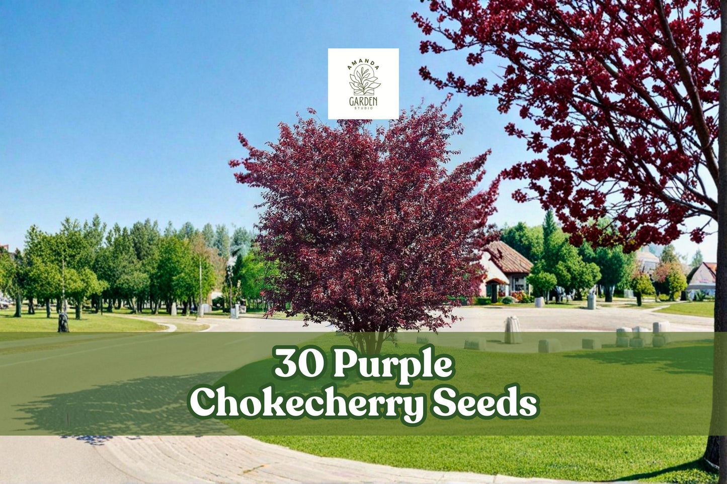Purple Chokecherry Seeds – Prunus virginiana ‘Shubert’ Ornamental Tree for Landscaping, Shade & Privacy