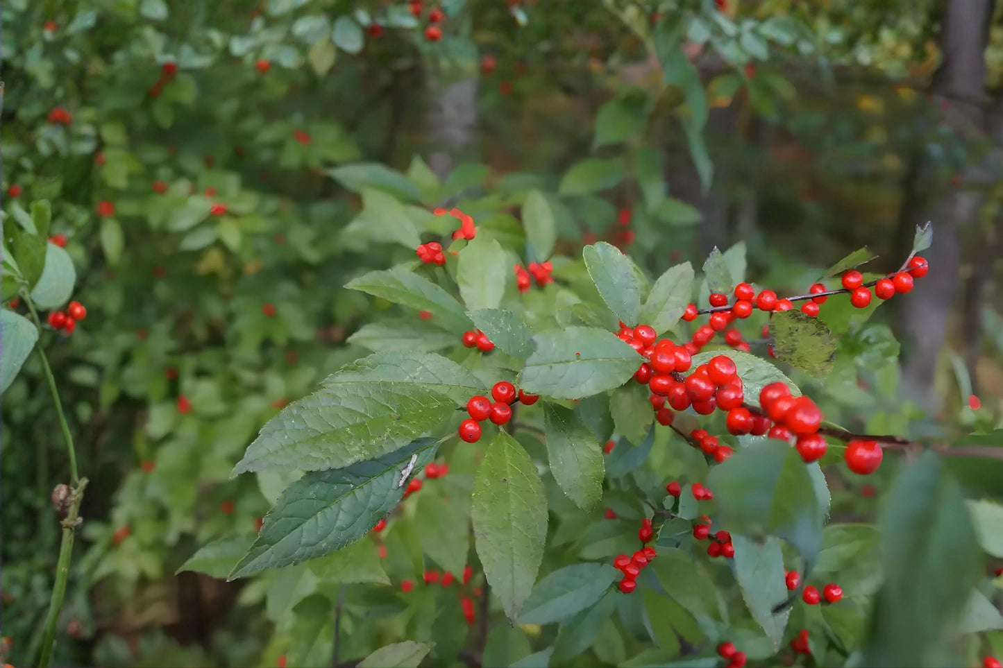 Mountain Holly Seeds, Native Ilex montana, Bright Red Berries, Hardy Shrubs for Woodland Gardens & Wildlife Habitats